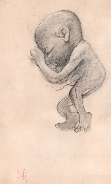 Tekening Foetus