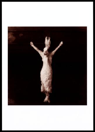 Het konijn als de verlosser