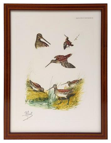 Watersnip in haar natuurlijke habitat