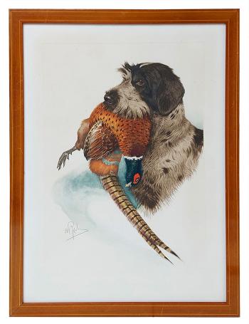 Griffon Korthals met gevangen fazant