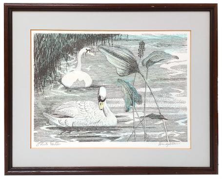 Twee statige witte zwanen, handgekleurd
