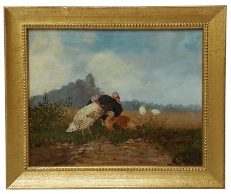 Fiere kalkoenen in het veld