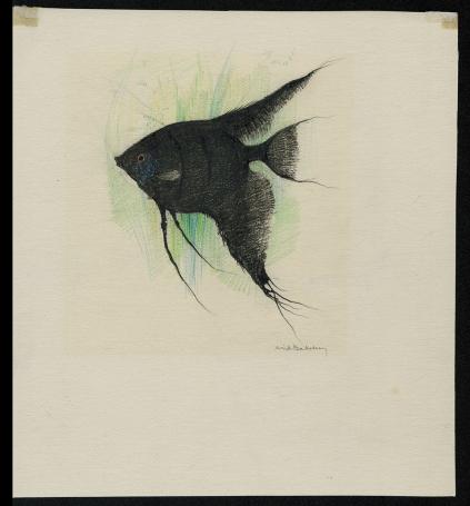 Tekening, De maanvis