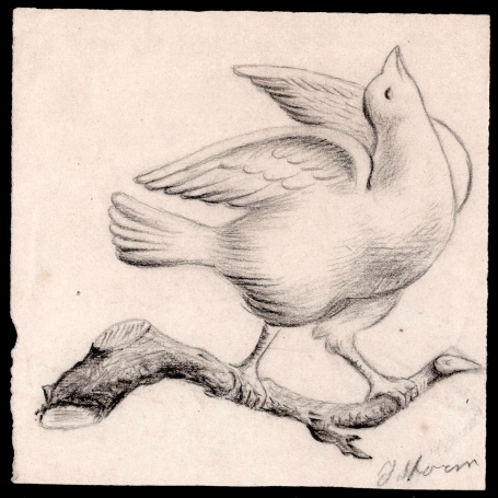 Pronkende duif (+/- 1883)