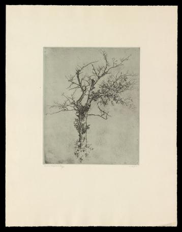 Oude kerselaar 26/75