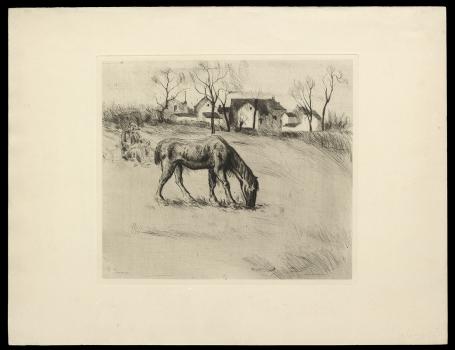 Grazend paard in de weide