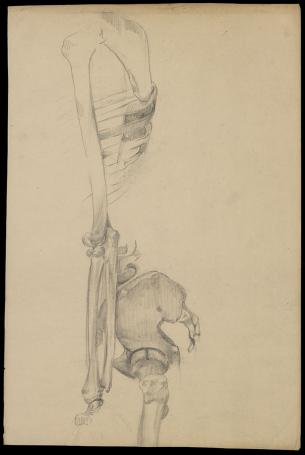Anatomische studie (+/- 1950)