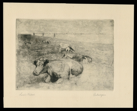 Koeien in de weide "Antwerpen"