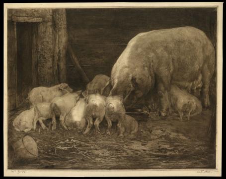 Zeug met haar biggetjes 8/50