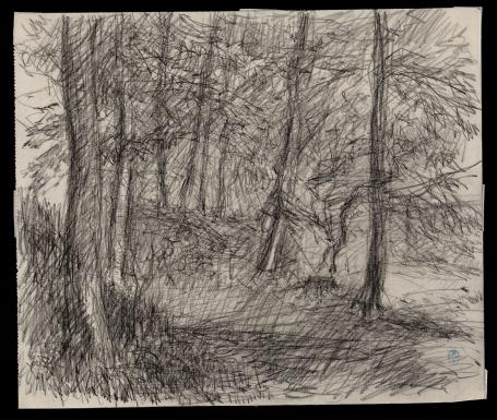 Jonge bomen in het Zoniënwoud (+/- 1890)