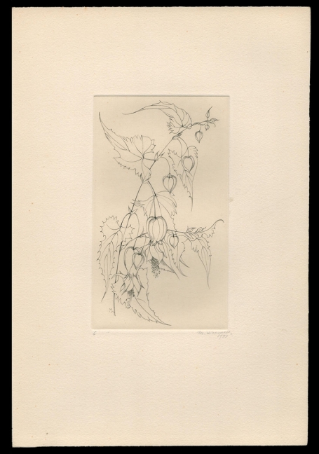 De lampionplant E 1981