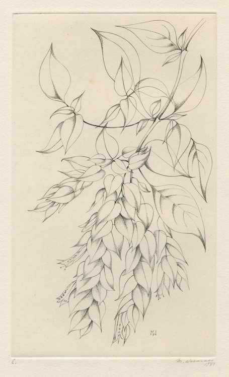 Garnalenplant, Beloperone guttata E 1981