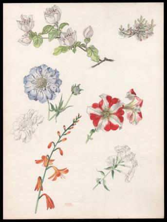 Korenbloem, Petuina en andere bloesems