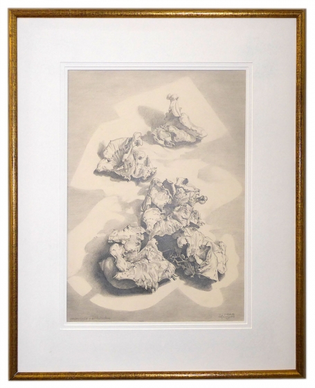 Verdroogde paddestoelen 1980-82