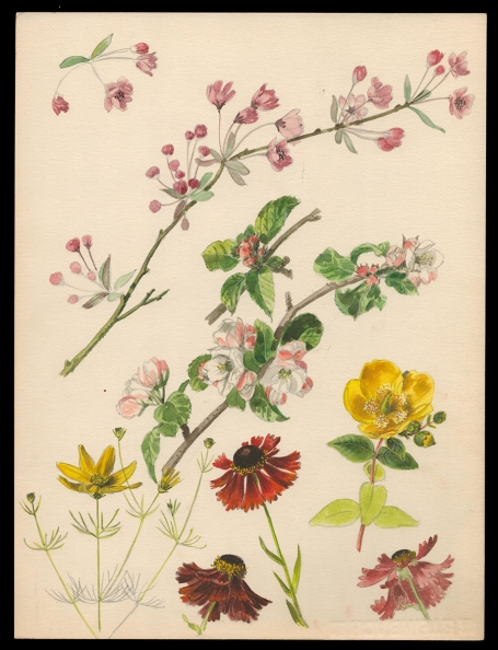 Aquarel; Appelbloesem en wilde bloemen (+/- 1960)