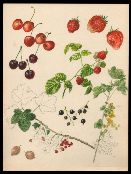 Aquarel aardbeien, kersen en besjes