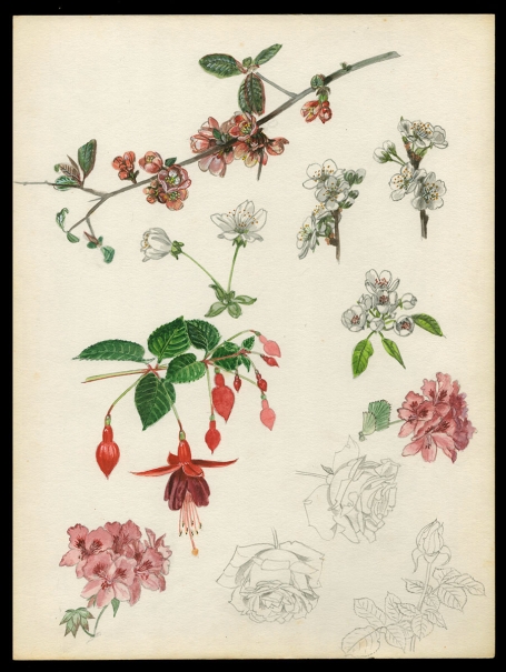 Aquarel; Fuchsia, appelbloesem en rozen (+/- 1960)