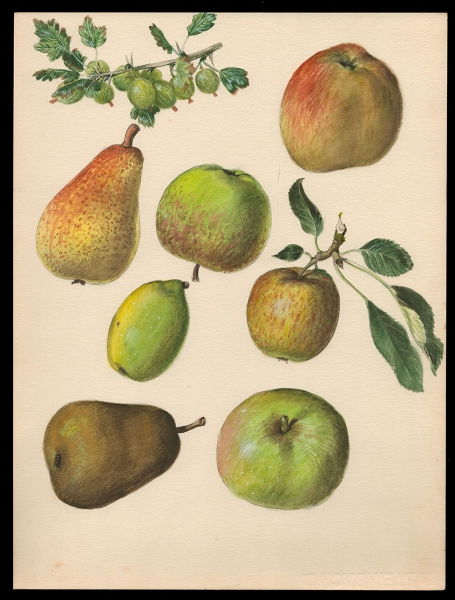 Aquarel, inheems fruit (+/- 1960)