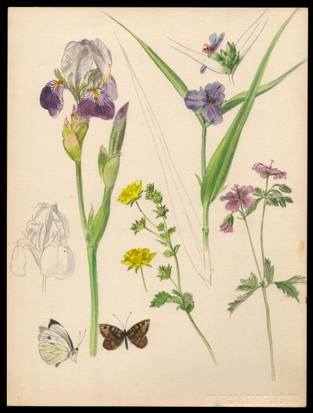 Aquarel; Iris, vlinders en wilde bloemen (+/- 1960)