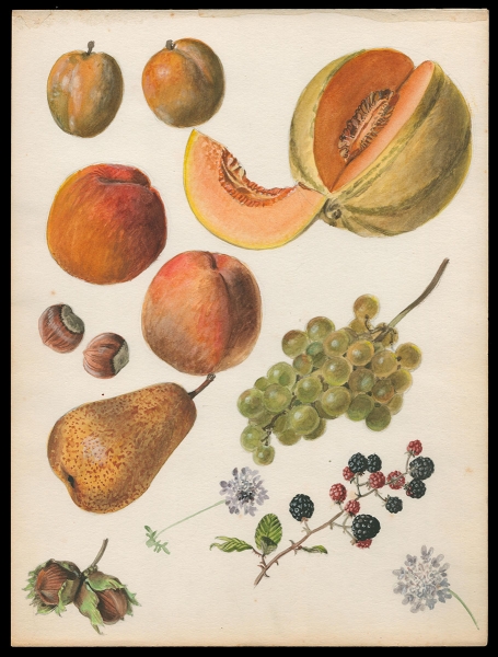 Aquarel; Meloen en vruchten (+/- 1960)