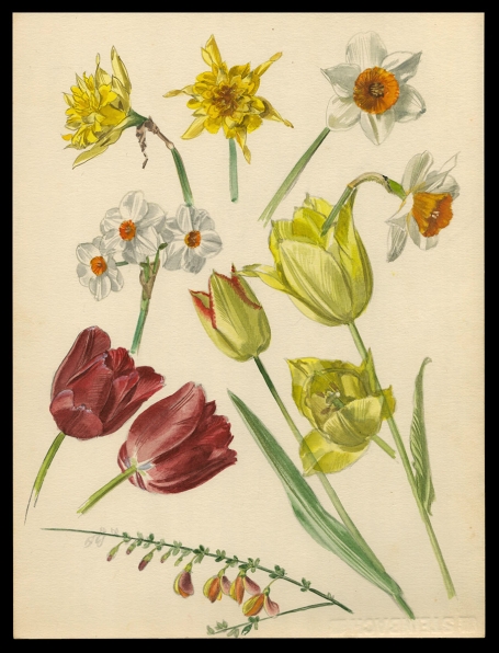 Aquarel; Paasbloemen, tulpen en een bremtakje (+/- 1960)