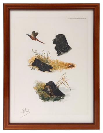 Fieldspaniël in de natuur