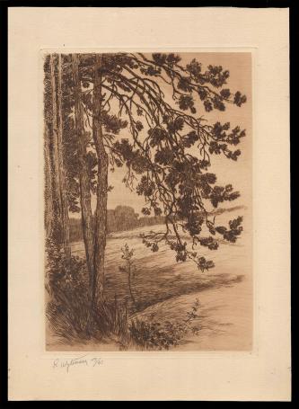 Ets, dennenboom aan de bosrand 19/45