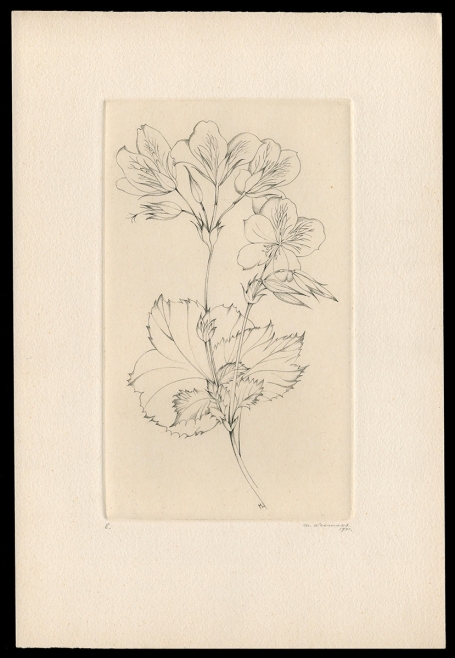 Franse geranium Pelargonium Grandiflorum E 1981