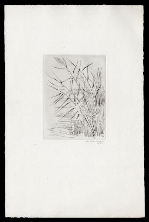 Locustelles des marais 1974